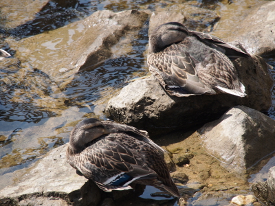 [The nearly all light brown feathers of the birds blend very well with the rocks upon which they sit. Their heads are turned back with their beaks buried in the feathers (and thus are not visible).]